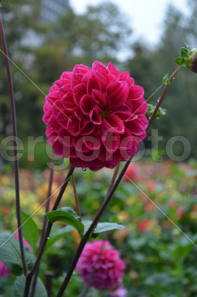 Георгин не один