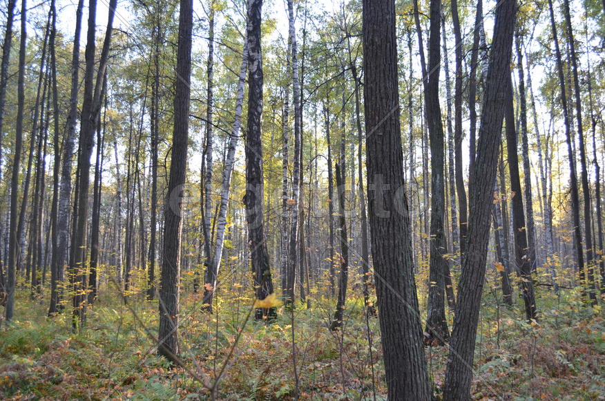 Липовый лес