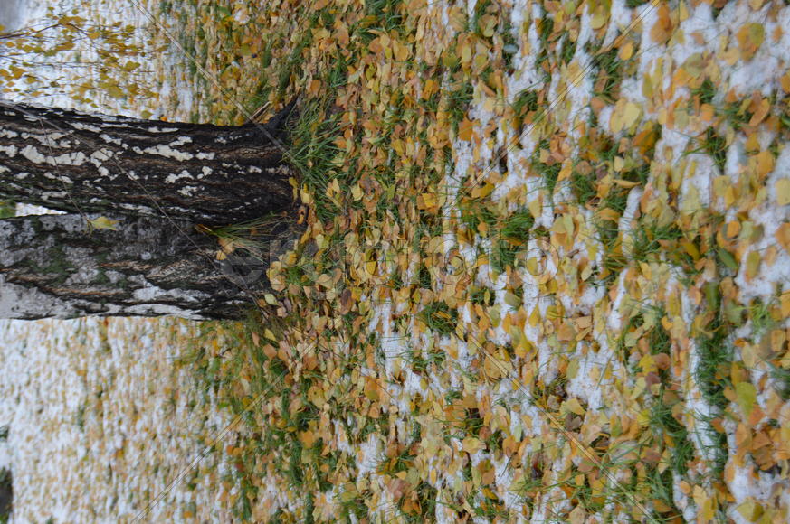 Первый снег на пожелтевшей осенней листве 