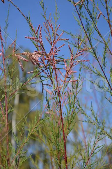 Полынь плодоносит