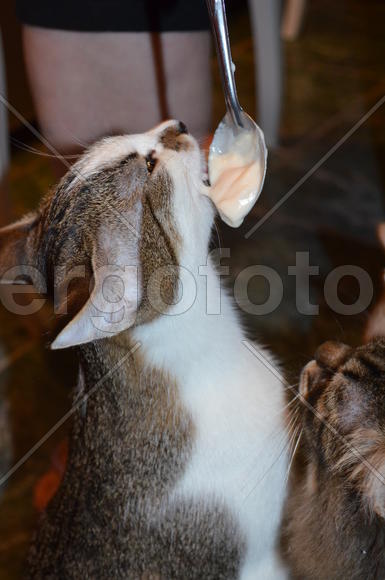 Кошка кушает с ложки 