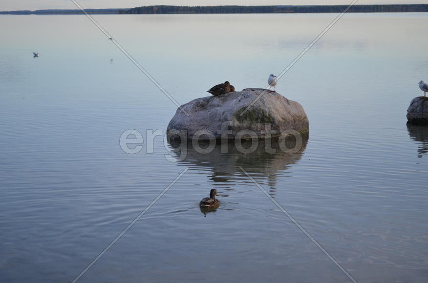 Дикие утки плавают по водоему 