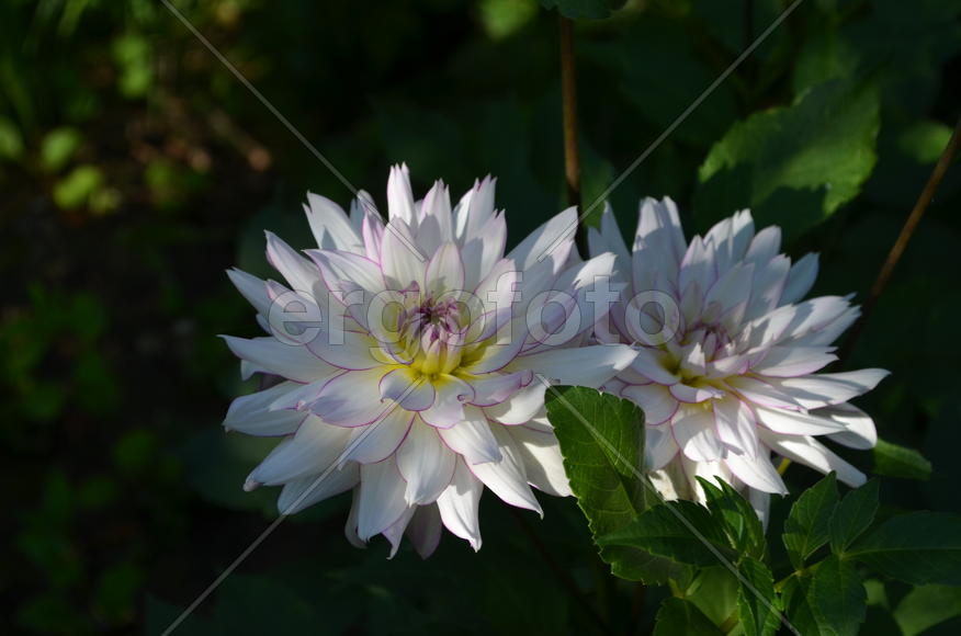 Белые бутоны на фоне зеленой травы 