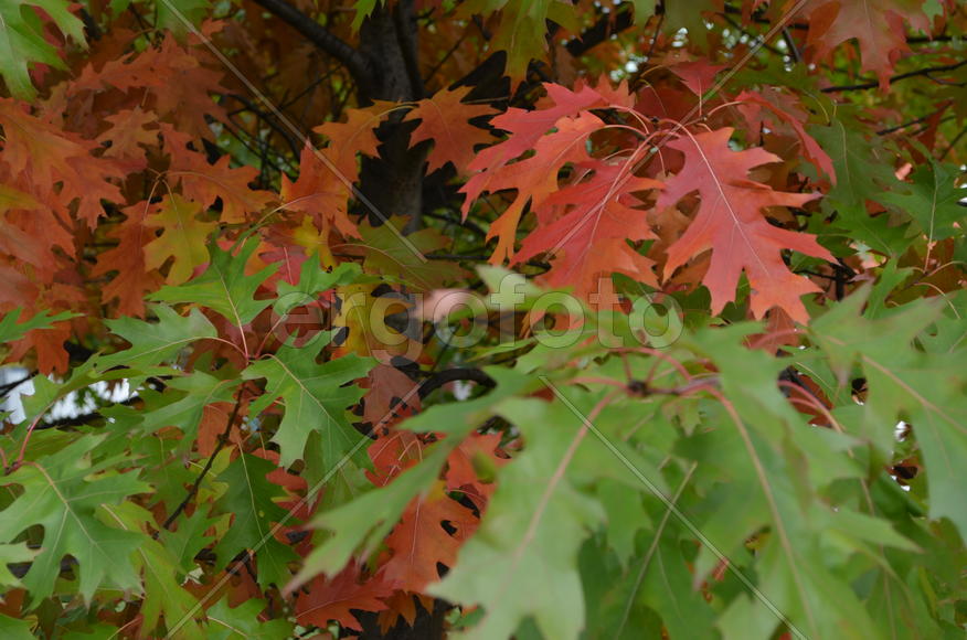 Дуб расписной