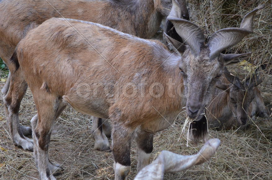 Осень. Парнокопытные: винторогий козёл или мархур (лат. Capra falconeri)