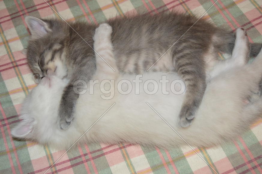 Котята. Близнецы