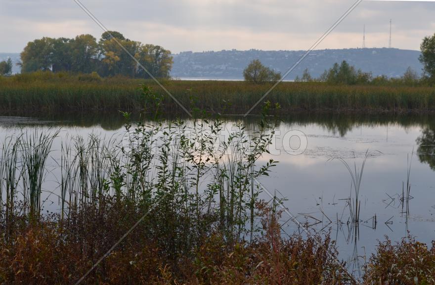 Деревья на берегу озера 