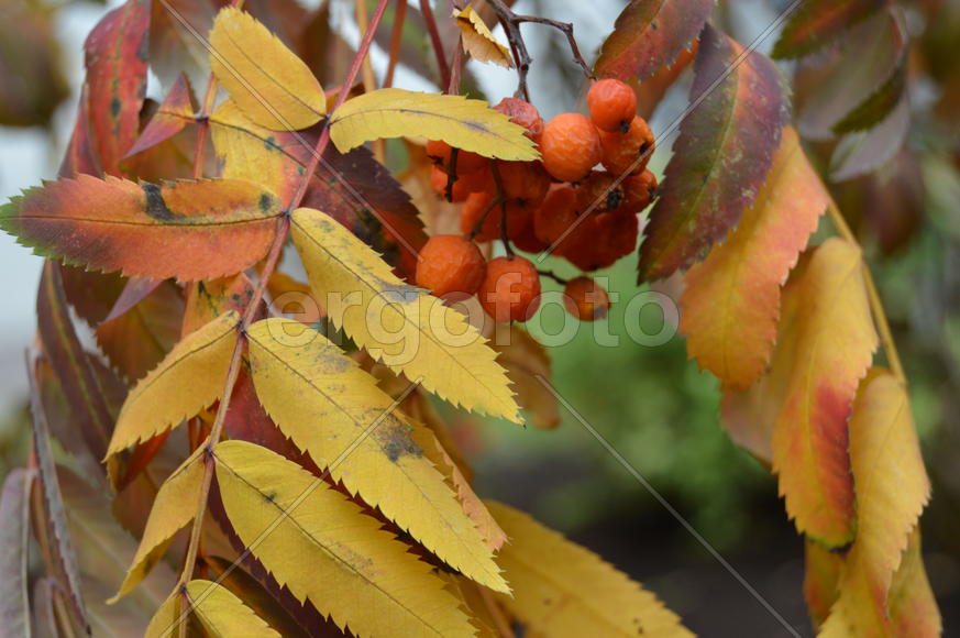 Золотая осень. Пожелтевшая листва ранней осени 