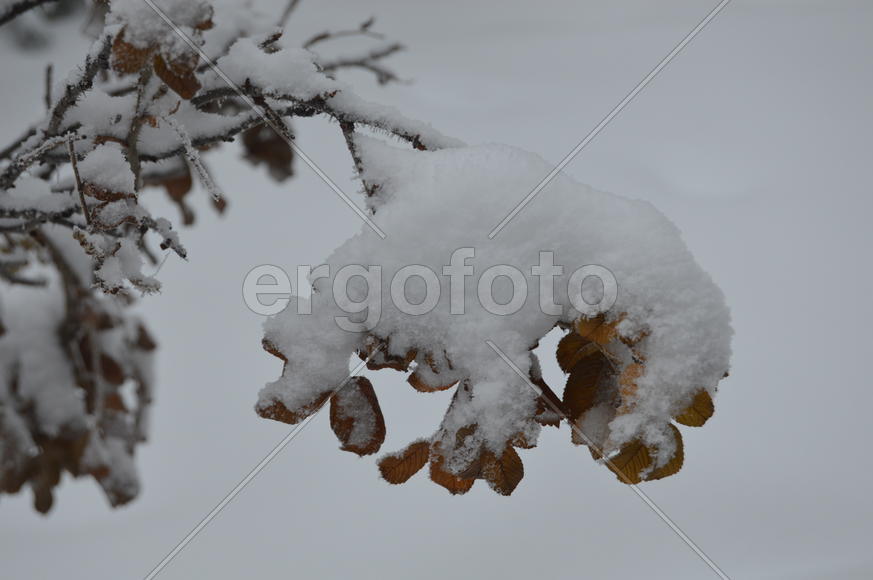 Снег на ветках