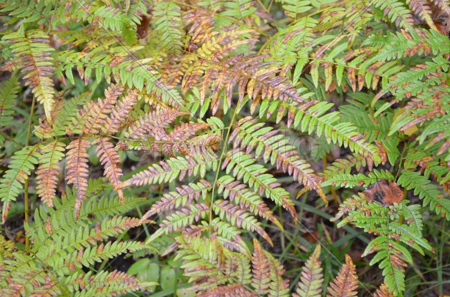 Желтый папоротник 