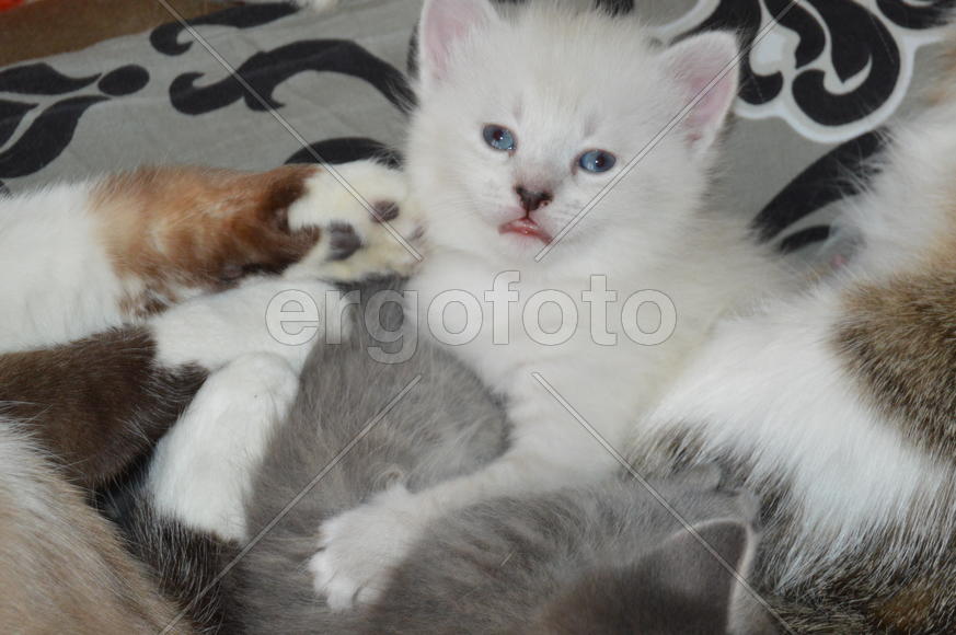 Котенок. Портрет