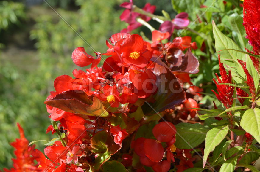 Красные бутоны цветов 