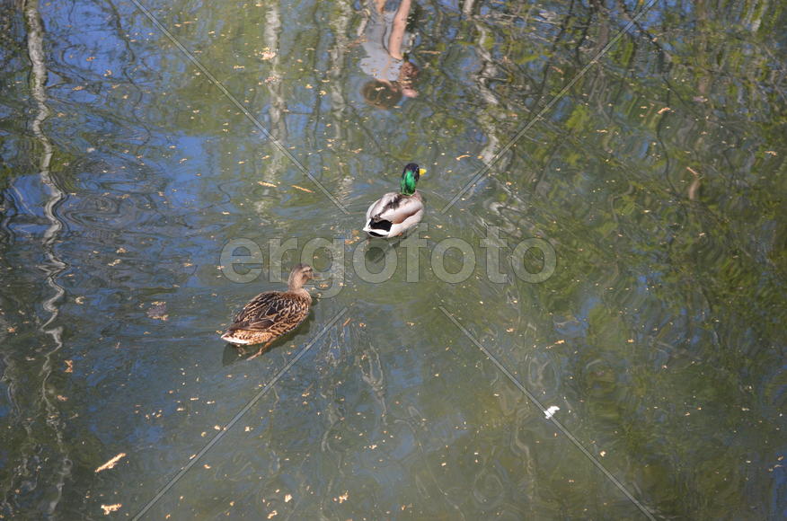 Две утки на озере