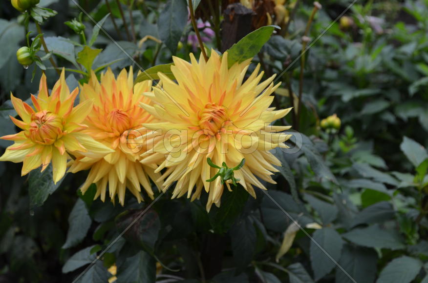 Желтое трио георгин