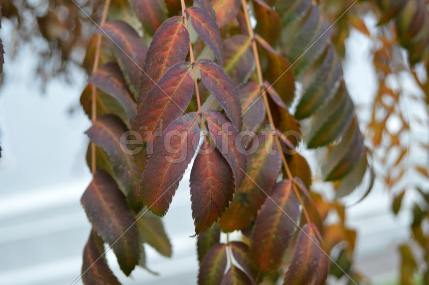 Золотая осень. Пожелтевшая листва ранней осени 