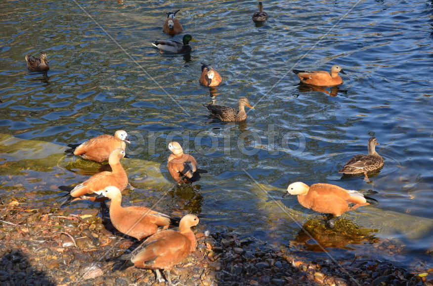 Стая уток у берега 