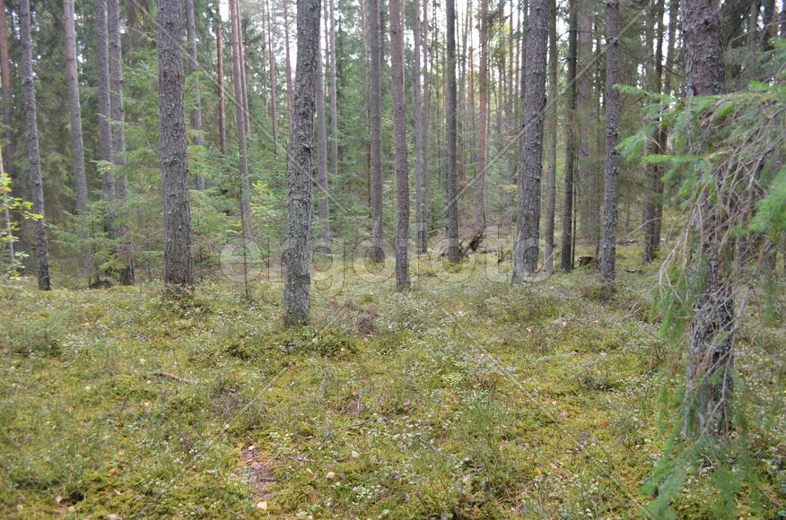 Лесной пейзаж летом 