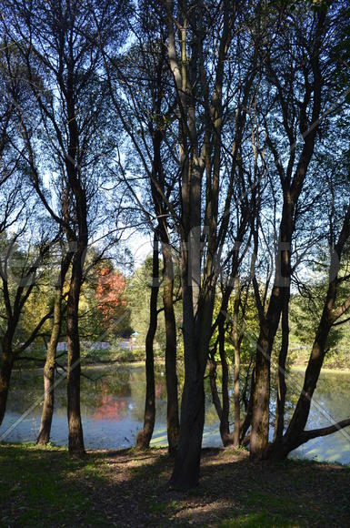 Ивы у пруда