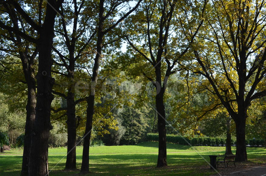 Дубовая аллея