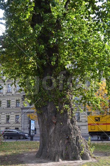 Могучий ствол дерева