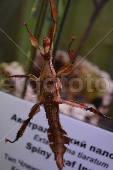 Серый палочник в террариуме 