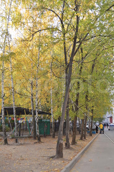 Пейзажи золотой осени в городе  и городских парках 