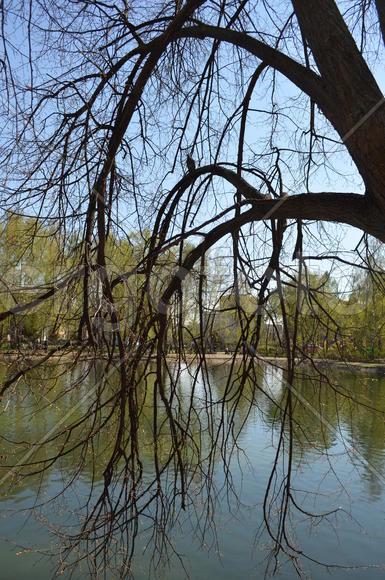 Оголенные ветви