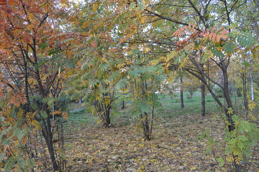 Пейзаж золотой осени в городском парке
