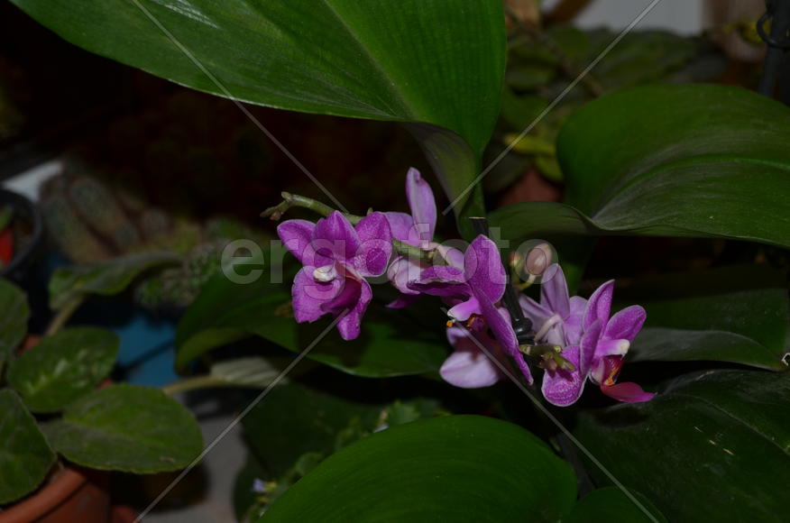 Сиреневые маленькие цветы 