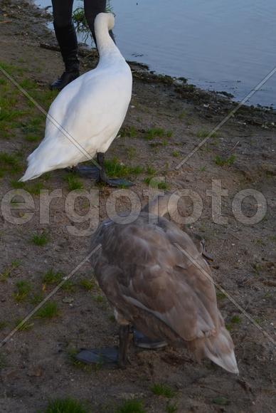 Дикие утки на берегу водоема 