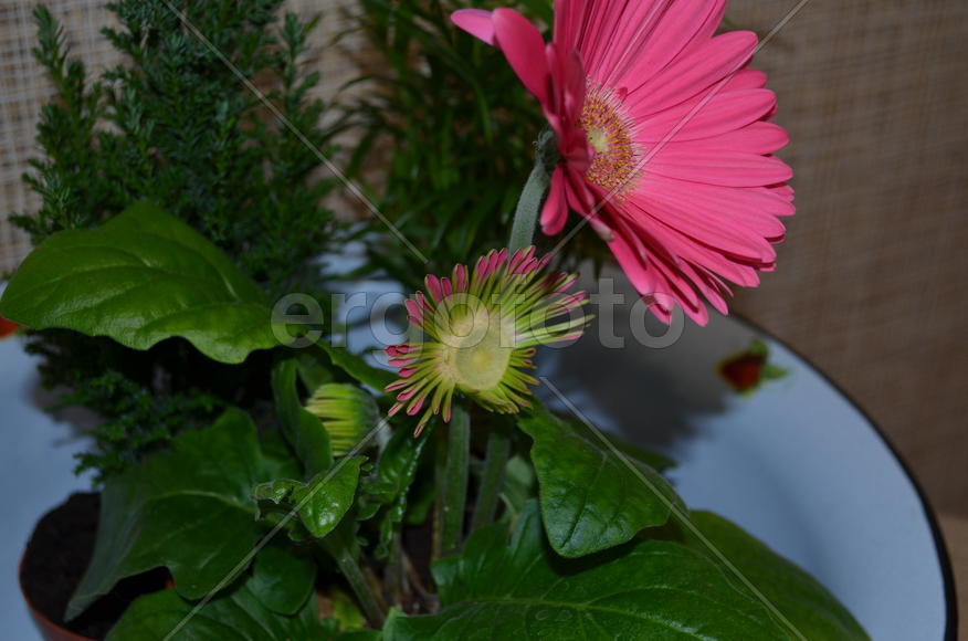 Gerbera гербера в компании