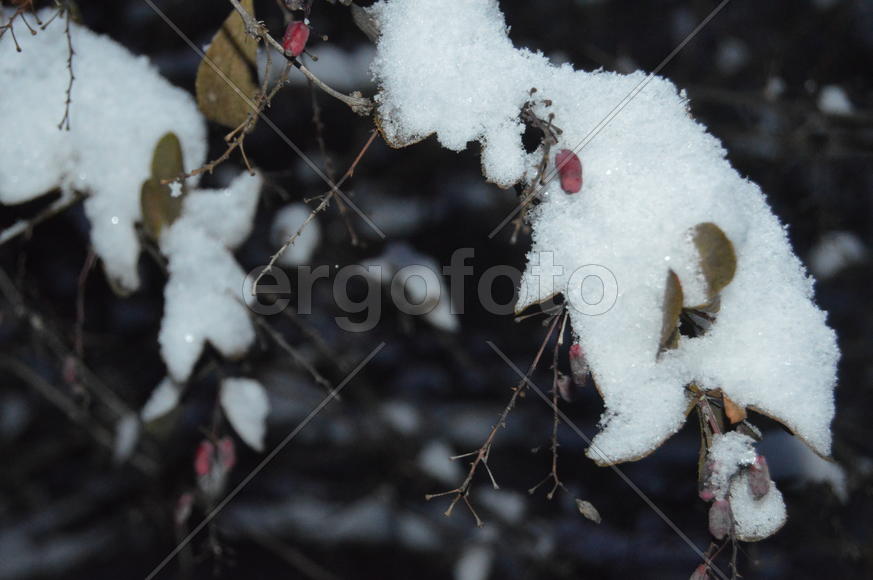 Казань. Заснеженные листья деревьев 