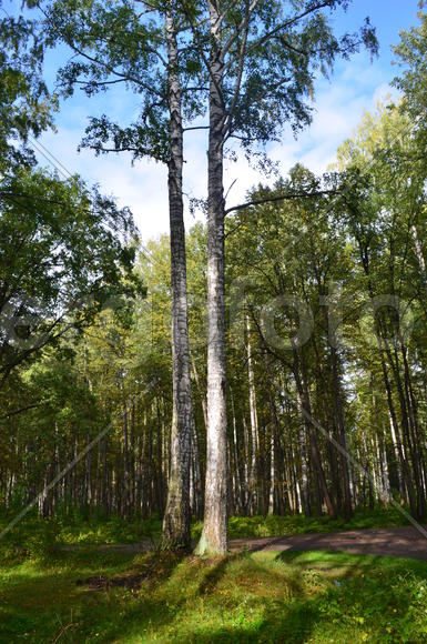 Пейзаж в чаще леса 