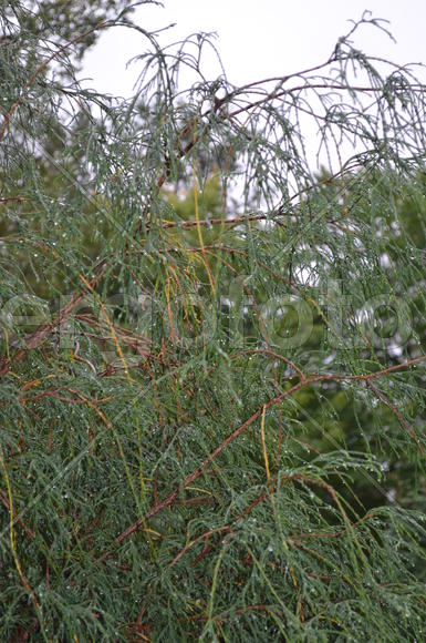 Хвоя бывает разной