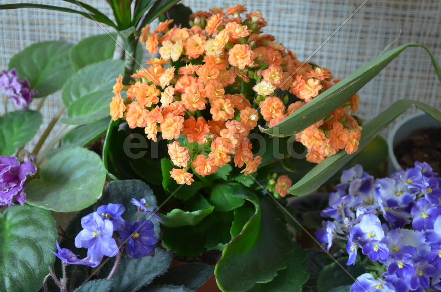 Весенняя группа распустившихся цветов