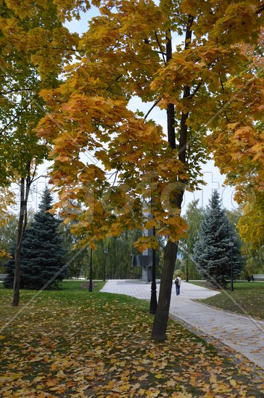 Золотой газон