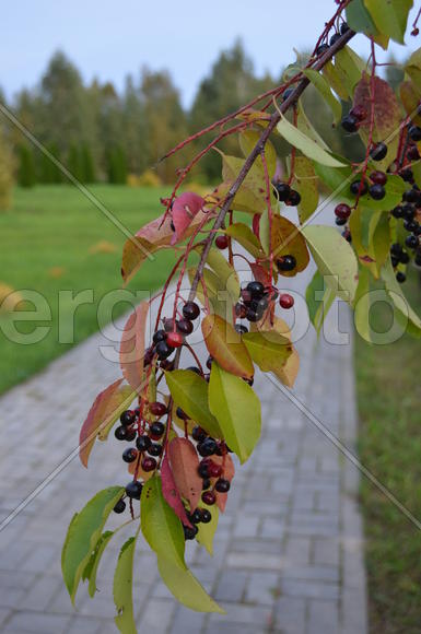 Черные крупные ягоды 