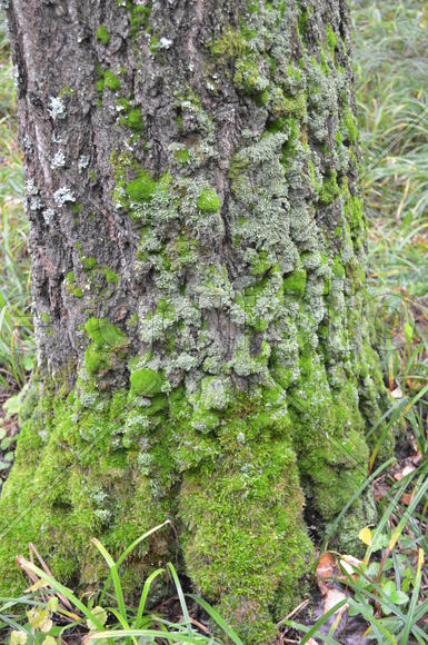 Ствол лесного дерева 