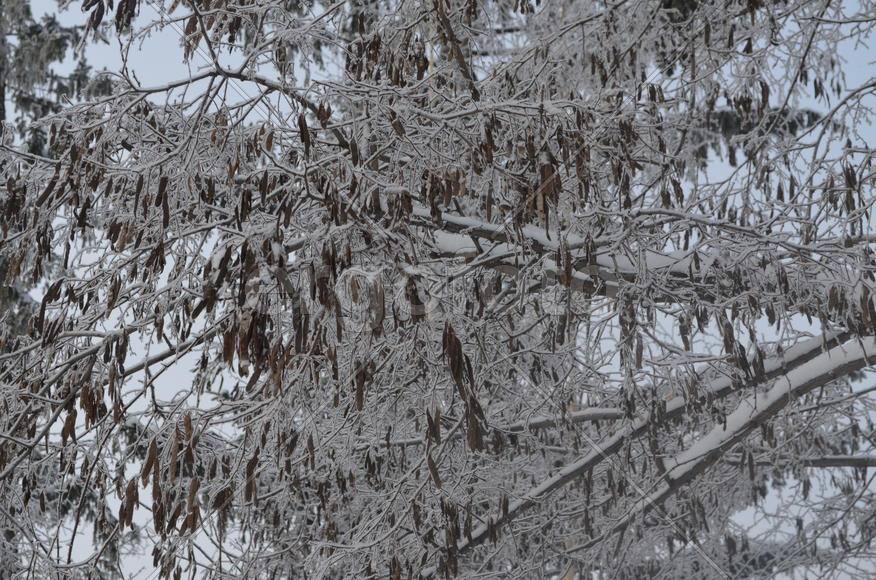 Зимний ясень