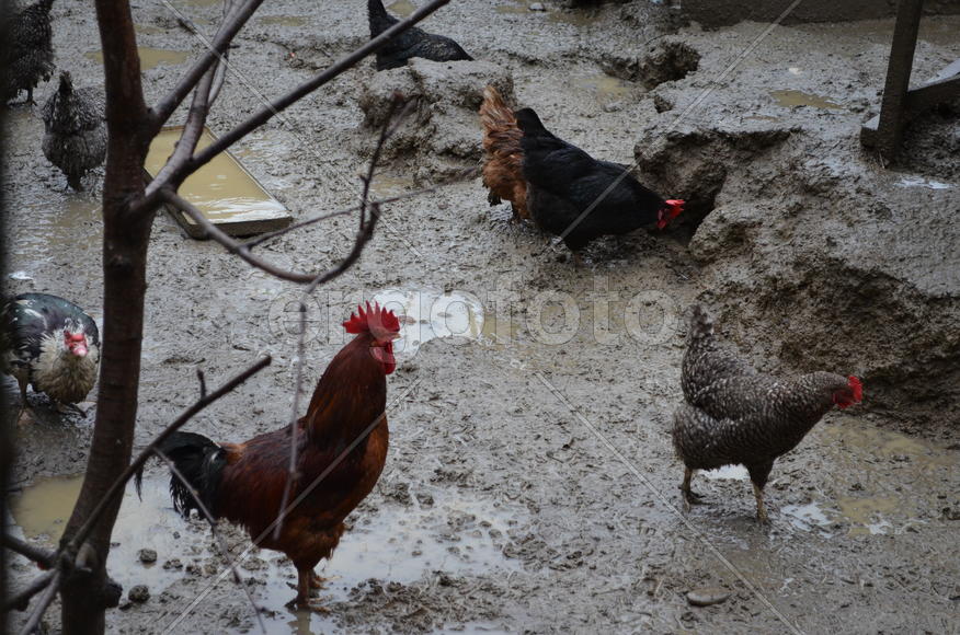 Птичий двор