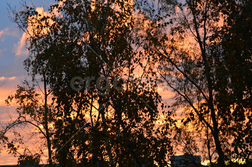 Крона деревьев на заре