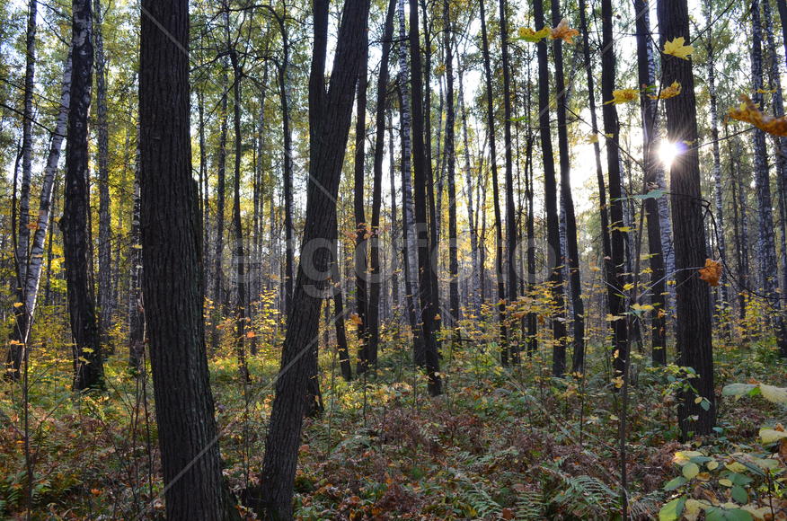 Сентябрьский вечер в лесу 