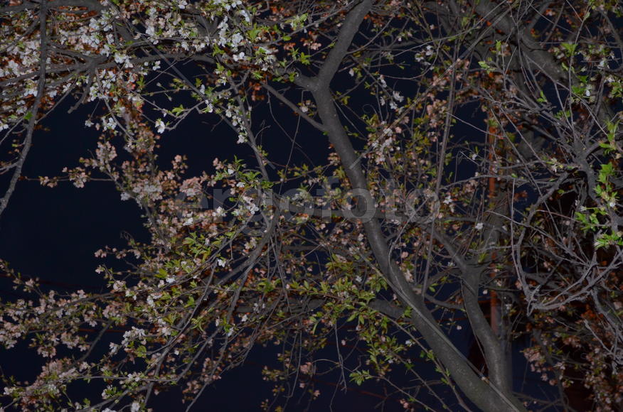 Трели соловья