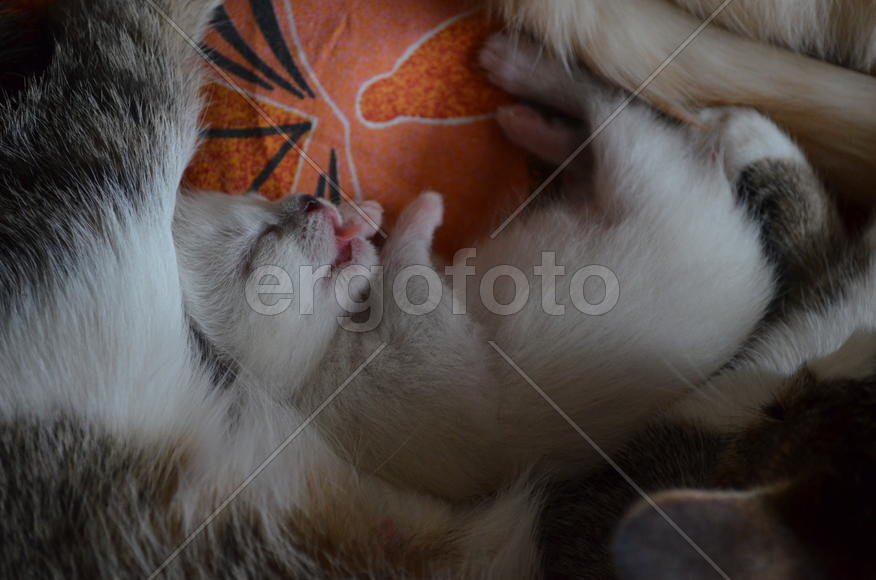 Котенок спит с мамой кошкой
