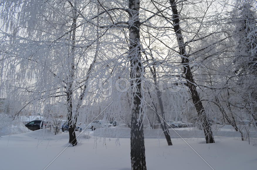 Белые березы