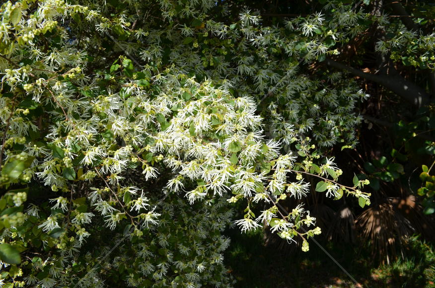 Цветущие дерево 