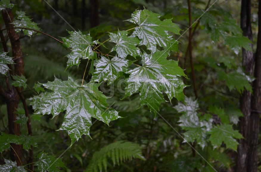 Лесные растения 