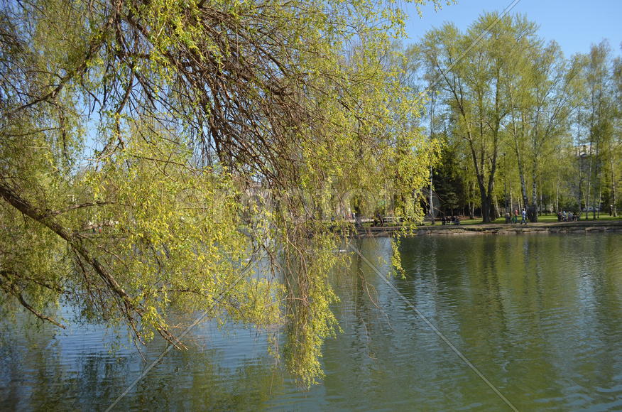 Плакучая ива