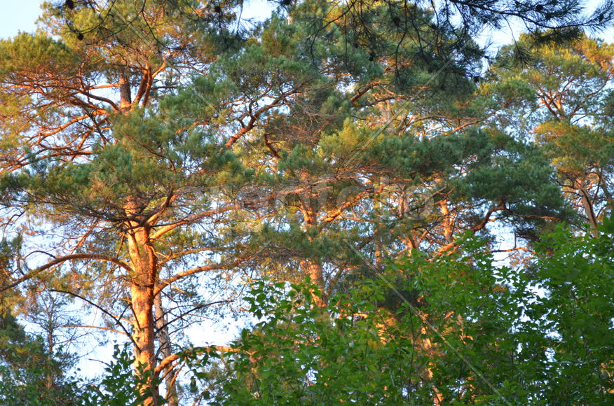 Сосна встречается с зарей