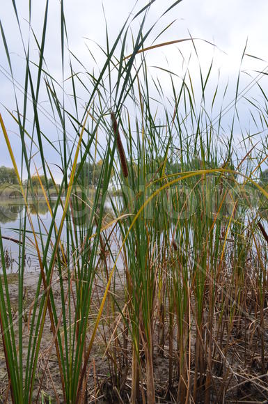 Камыши на водоеме 